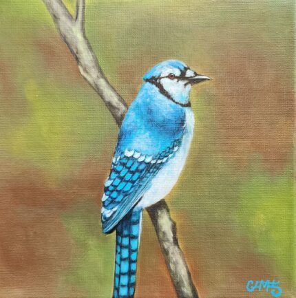Blue Jay
