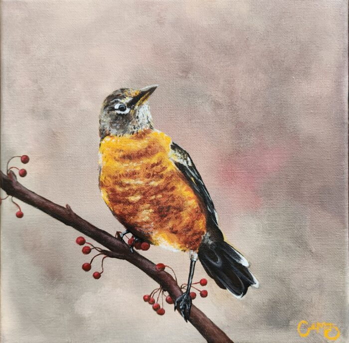American Robin